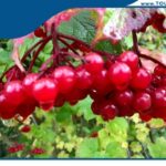 منتزه اليزابيث زيلامسي