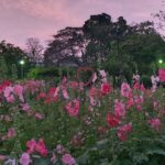 حديقة الزهور بانكوك